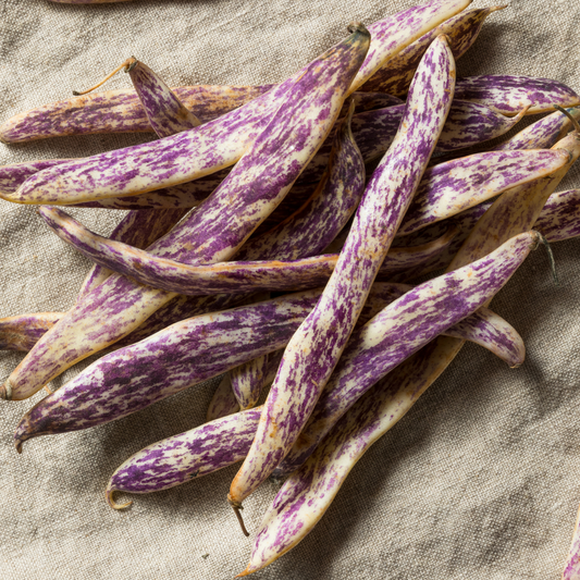 Dragon Langerie Bean, 6 plants