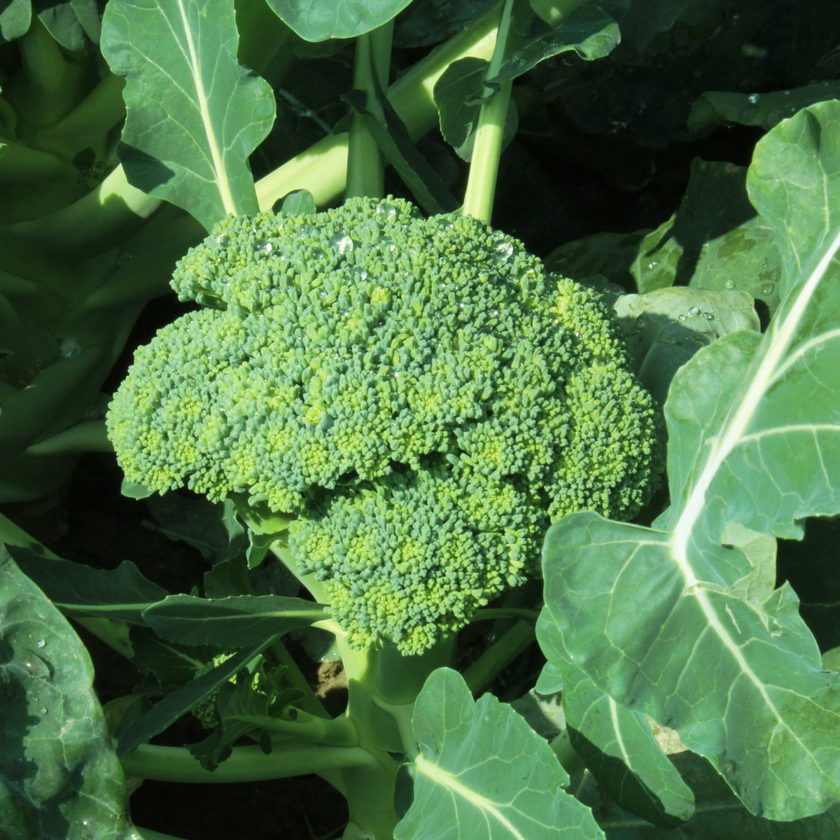 Belstar Broccoli in a 3-inch pot, an organic seedling that sets uniform six-inch heads