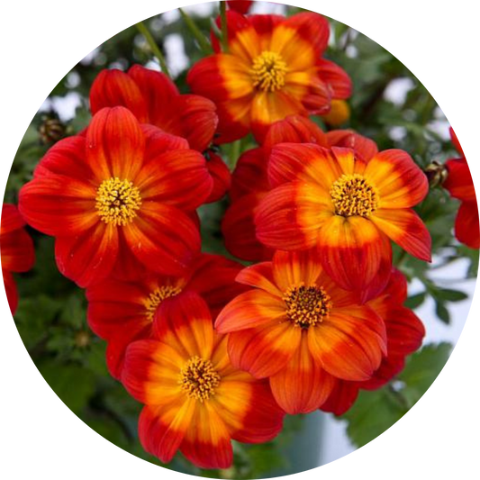 Blazing Ring Of Fire Bidens