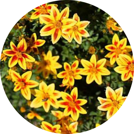 Blazing Star Bidens