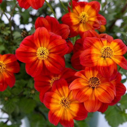 Fire Monthly Flower Box