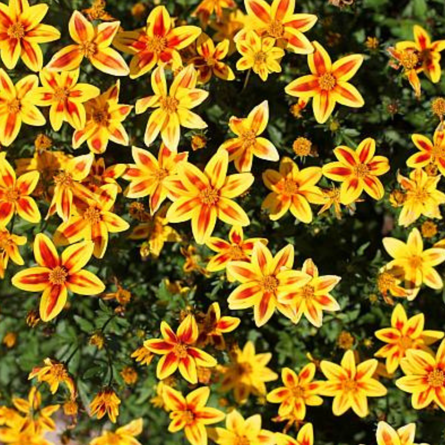 Fire Monthly Flower Box