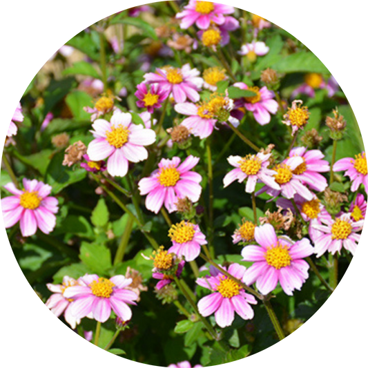 Bidens "Pink Floral"