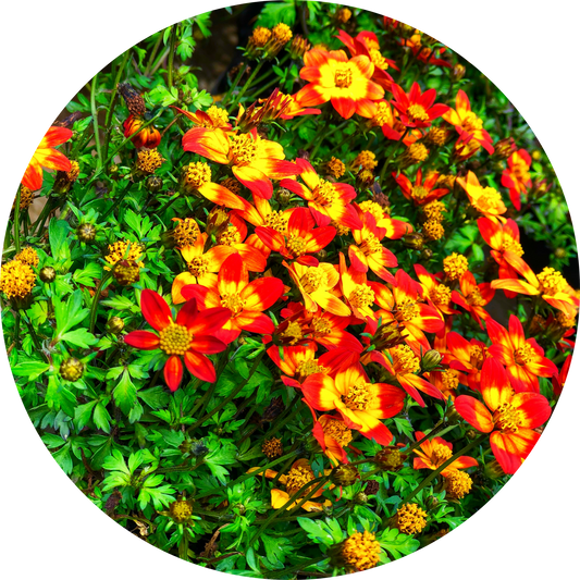 Bidens "Red Floral"