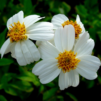 White Delight Bidens