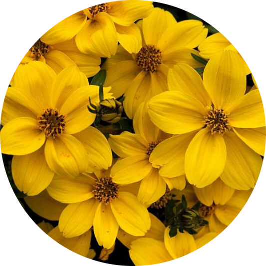 Yellow Sunshine Bidens