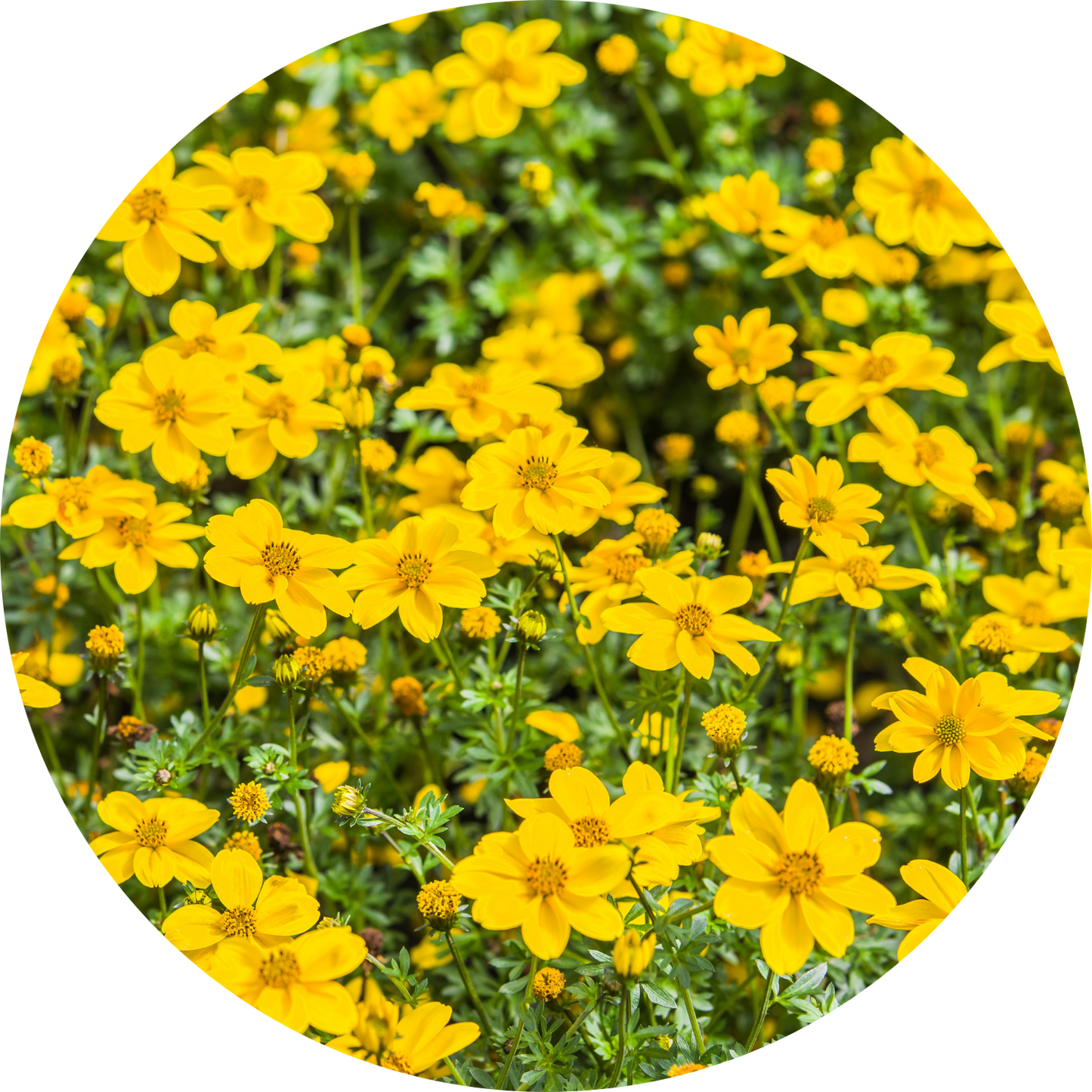 Bidens "Yellow Floral"