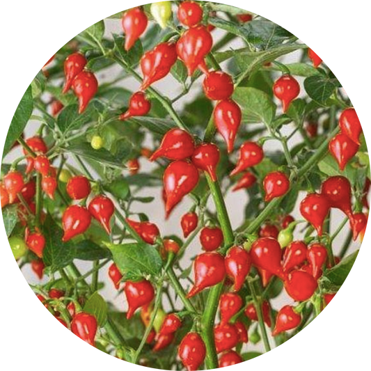 Biquihno Red Pepper