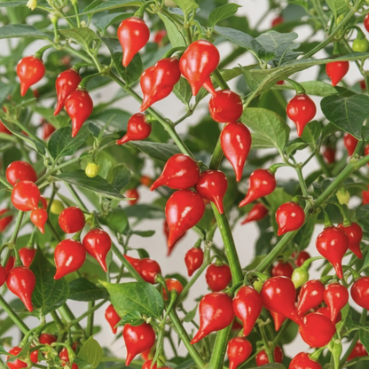 Biquihno Red Pepper