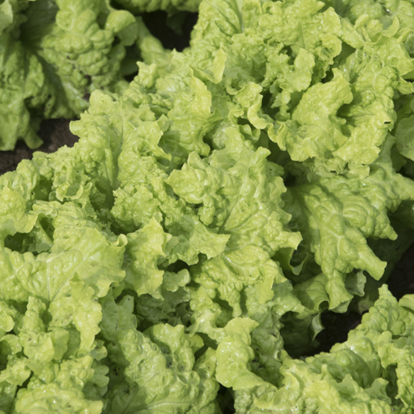 Black Seeded Simpson Leaf Lettuce, 6 plants