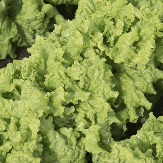 Black Seeded Simpson Leaf Lettuce, 6 plants