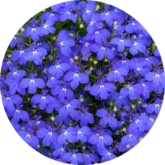 Lobelia "Blue Floral"