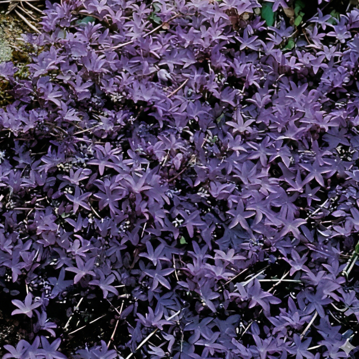 Blue Water Fall Campanula
