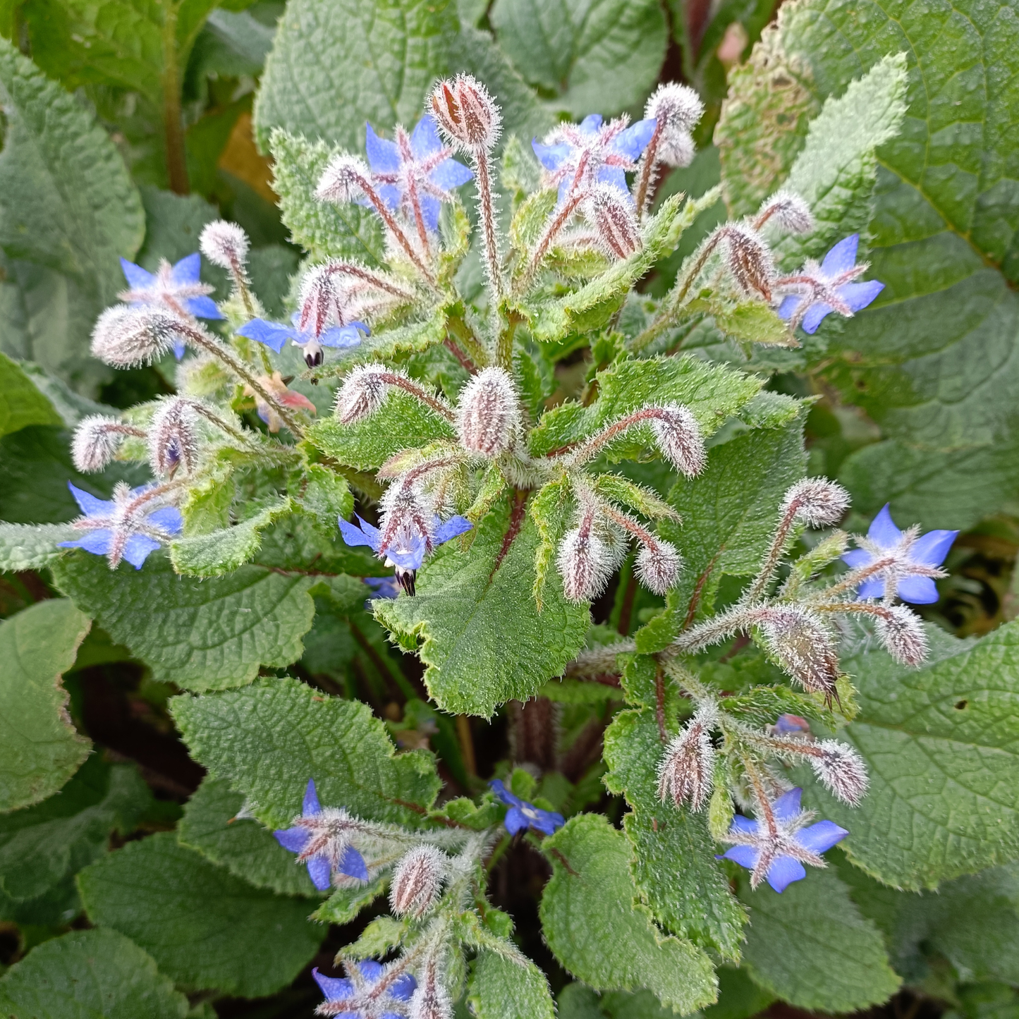 Borage 4"