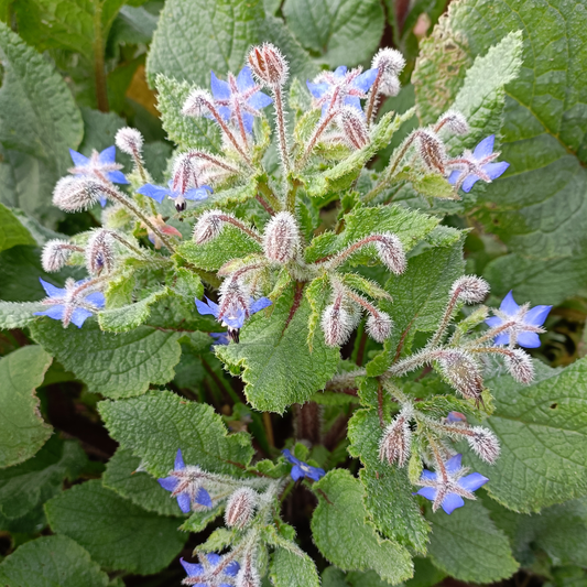 Borage 4"