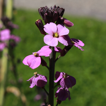 Bowles' Mauve Erysimum