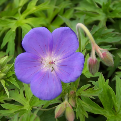 Brookside Cranesbill Geranium