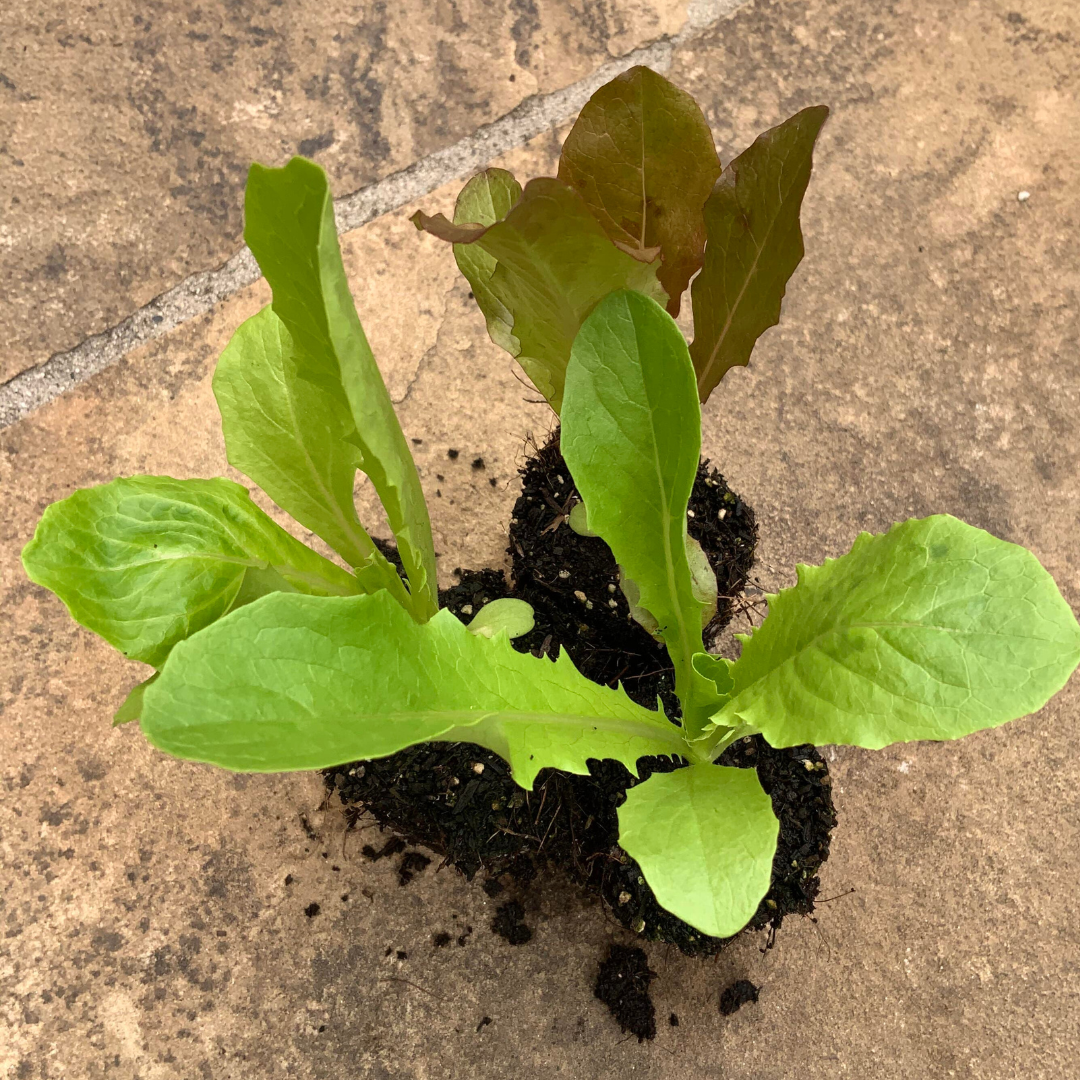 Fusion Romaine