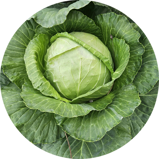 Golden Acre Cabbage