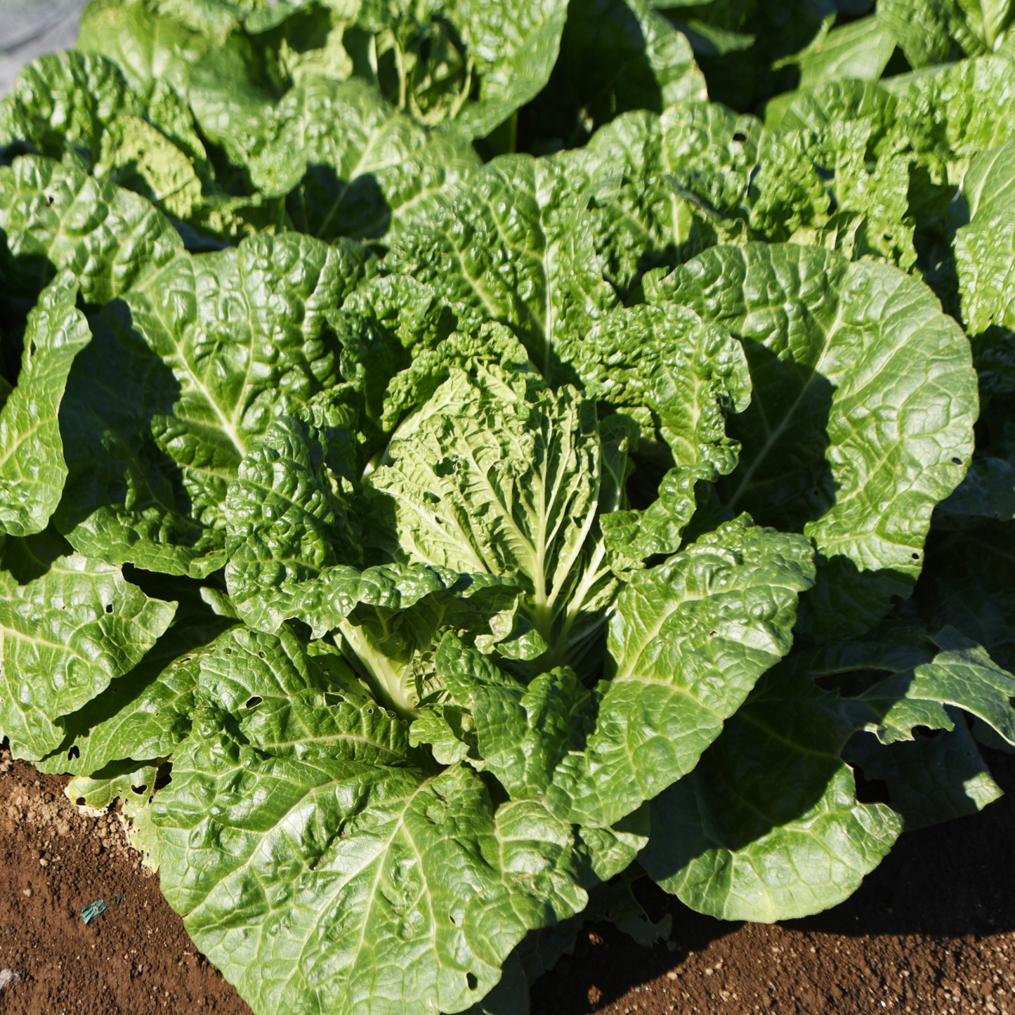 Bilko Cabbage, 6 plants