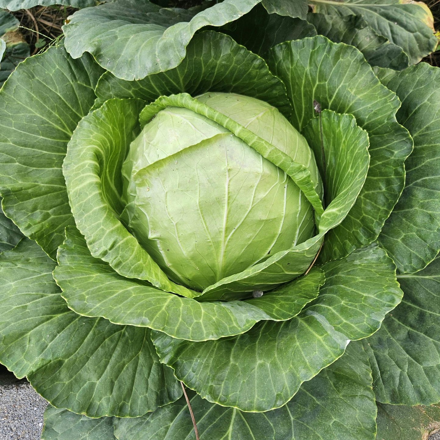Golden Acre Cabbage, 6 plants
