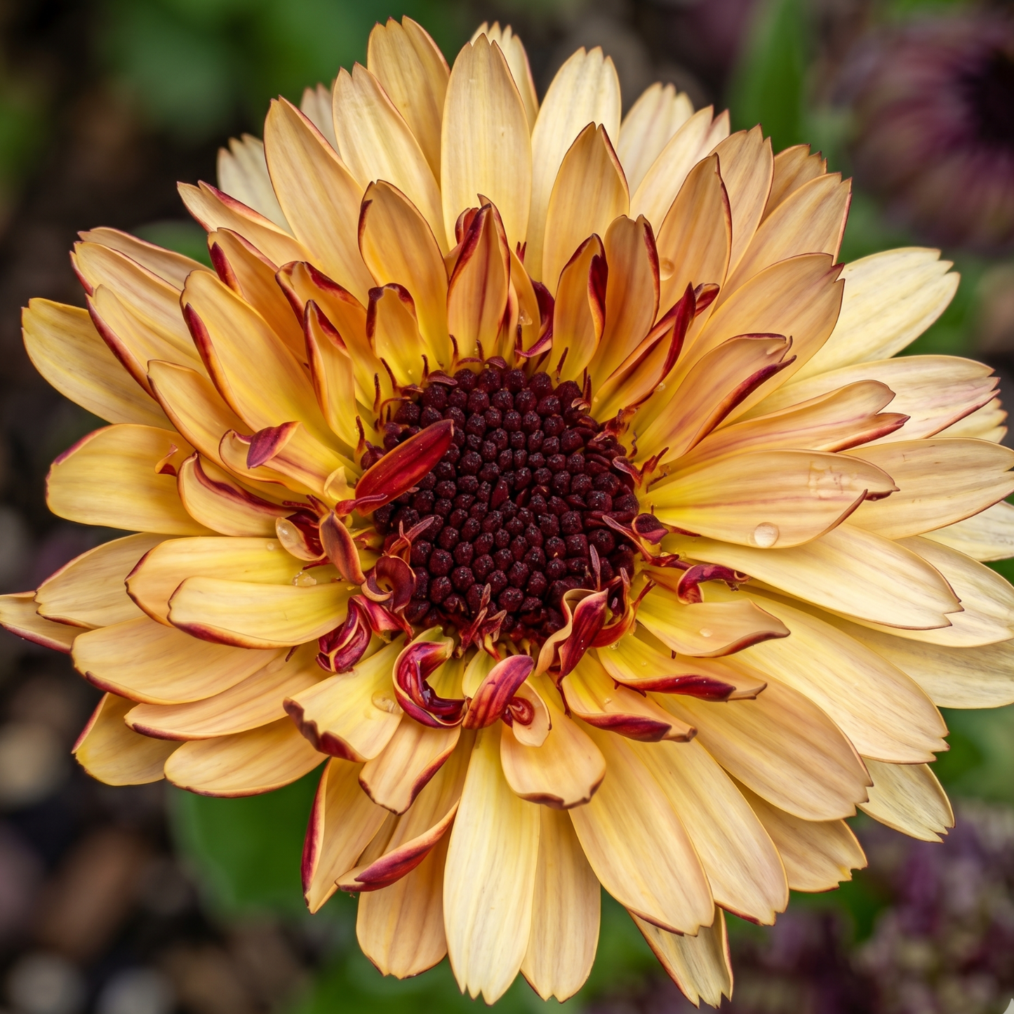 Strawberry Blonde Calendula