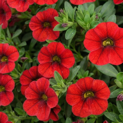Colibri Bright Red Calibrachoa