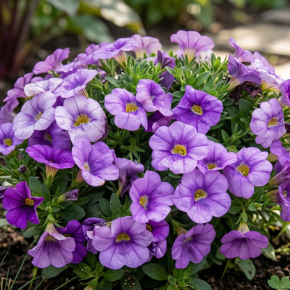 Colibri Dark Lavender Calibrachoa