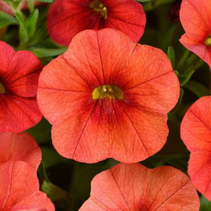 Tangerine Million Bells 'Colibri'