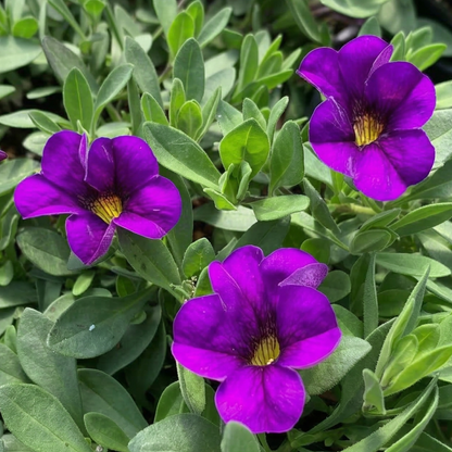 Blue MiniFamous Neo Calibrachoa