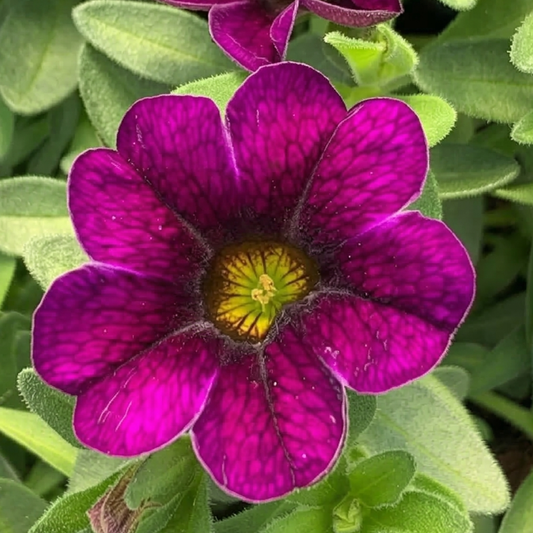Dark Blue MiniFamous Neo Calibrachoa