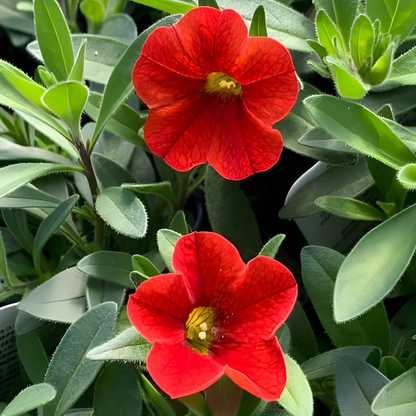 Deep Orange MiniFamous Neo Calibrachoa