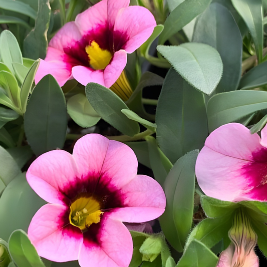 Light Pink Eye MiniFamous Neo Calibrachoa