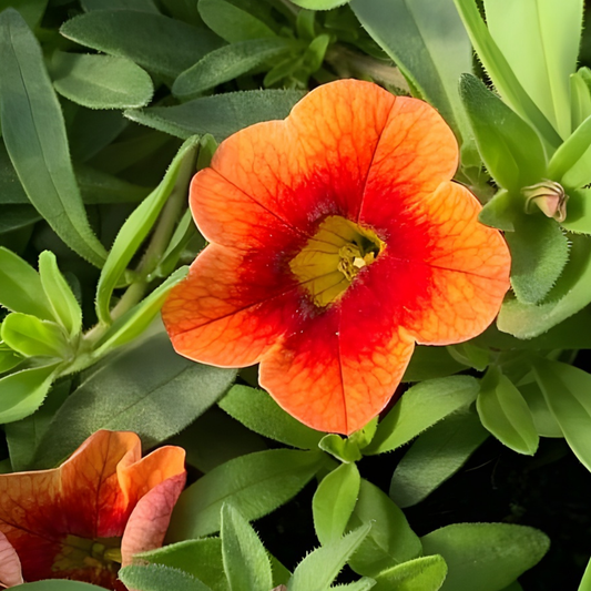 Orange Red Eye MiniFamous Neo Calibrachoa