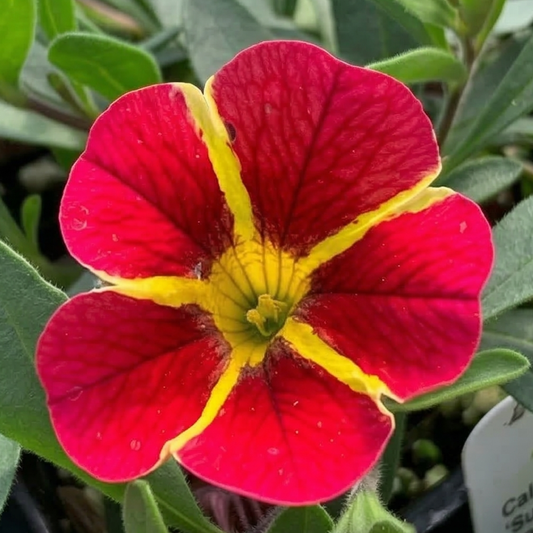 Red Hawaii MiniFamous Neo Calibrachoa