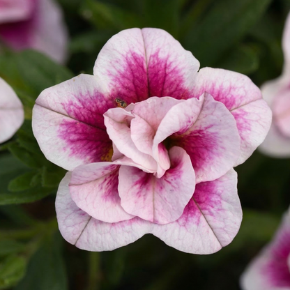 Double PinkTastic MiniFamous Uno Calibrachoa