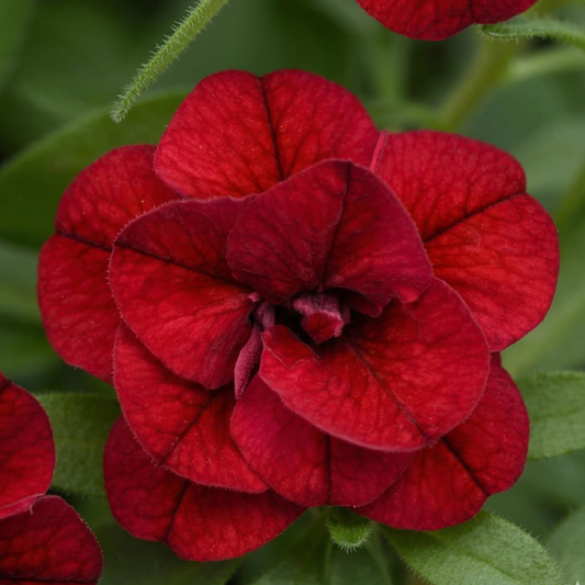 Double Red MiniFamous Uno Calibrachoa
