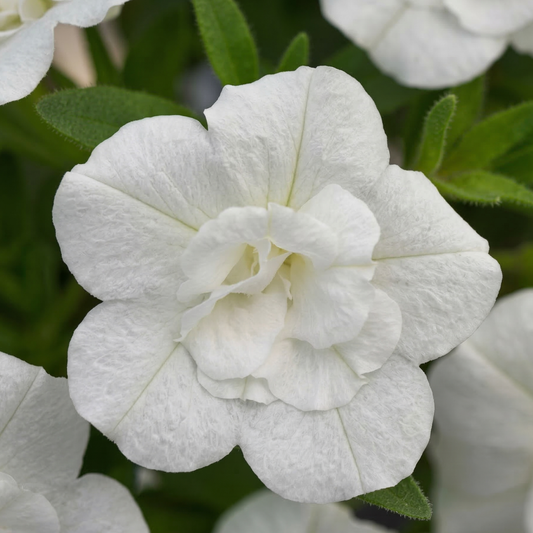 Double White MiniFamous Uno Calibrachoa