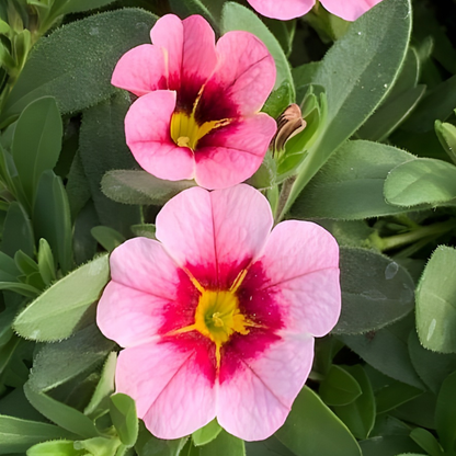 Pink Strike MiniFamous Uno Calibrachoa