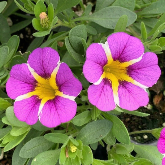 Violet Star MiniFamous Uno Calibrachoa