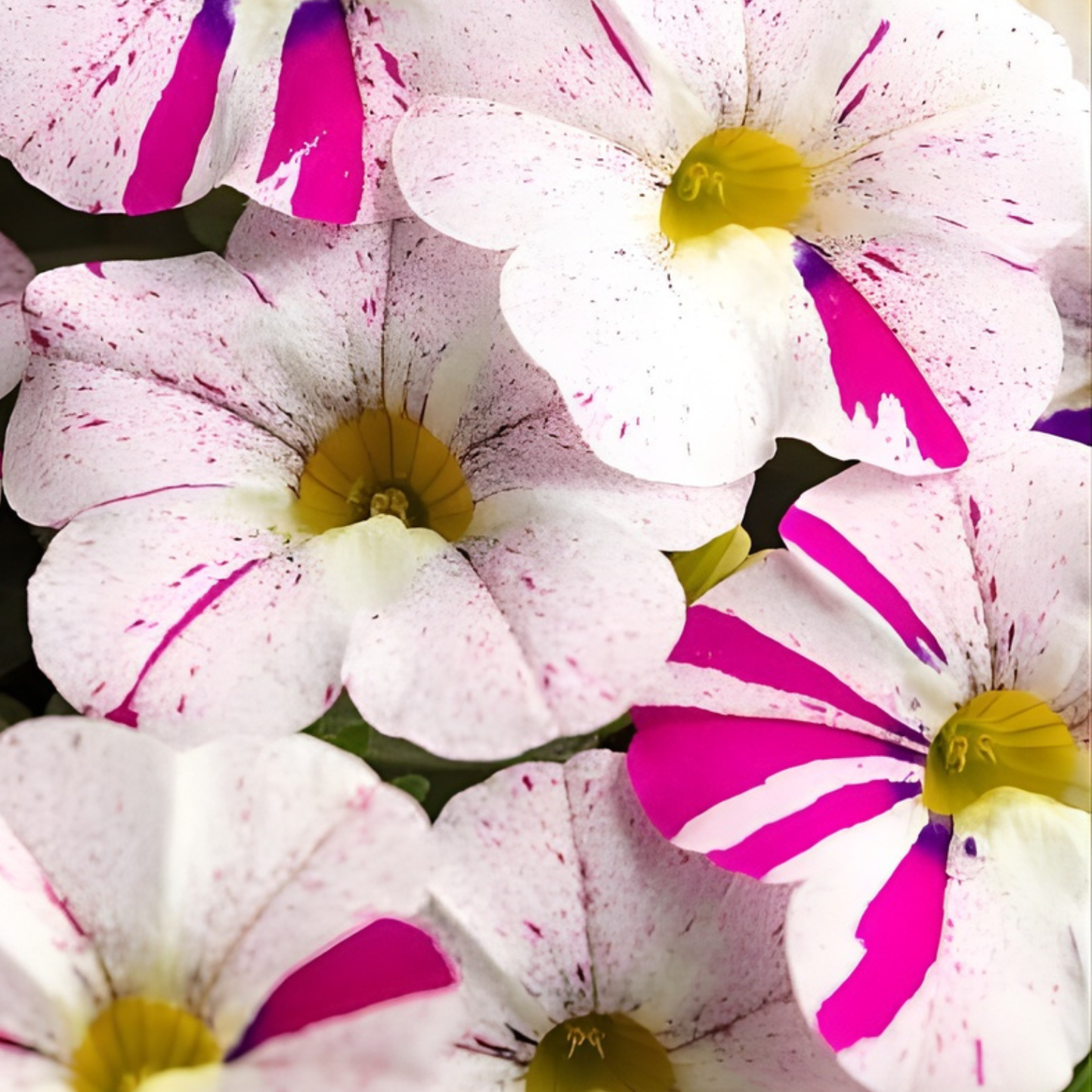 Pretty in Pink Monthly Flower Box