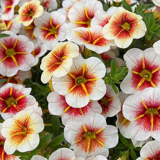 Calitastic Cappuccino Calibrachoa