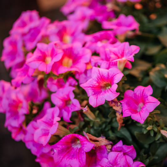 Fuchsia Trailing Million Bells