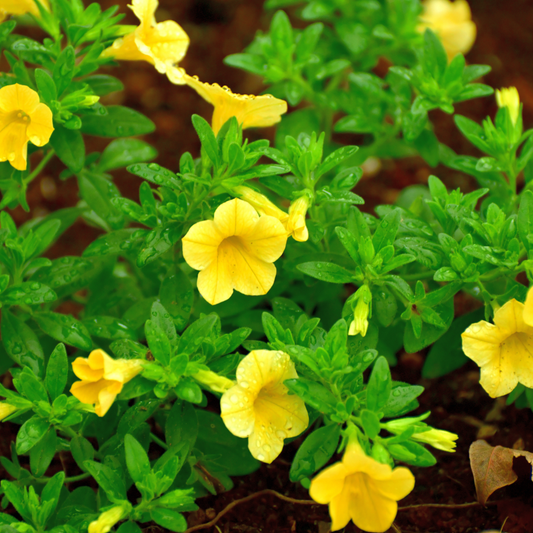 Yellow Trailing Million Bells