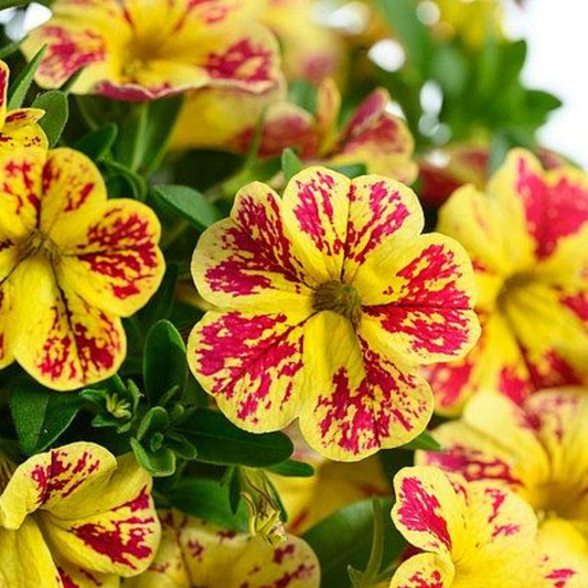 Abstract Lemon Cherry Calibrachoa