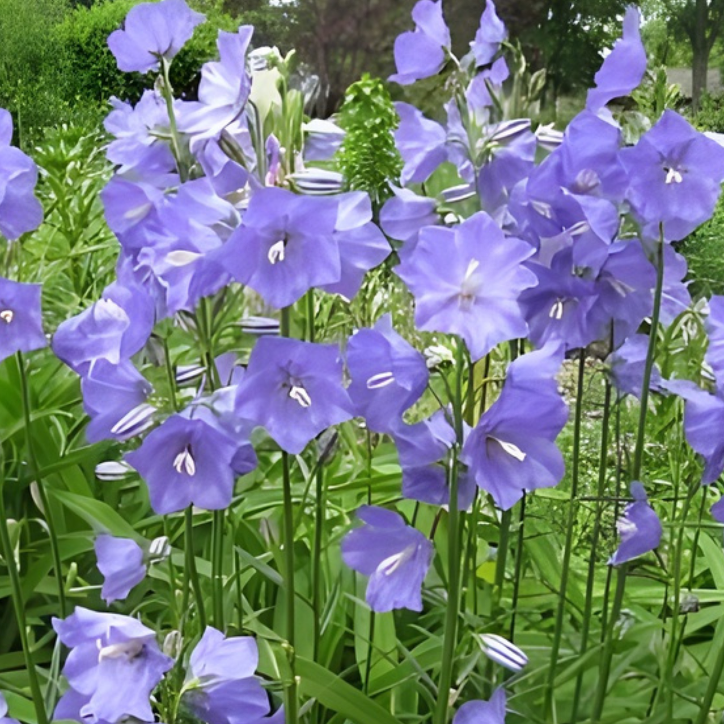Cool Blue Monthly Flower Box