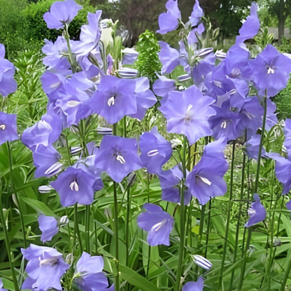 Cool Blue Monthly Flower Box