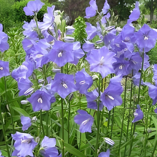 Peach-Leaved Bellflower