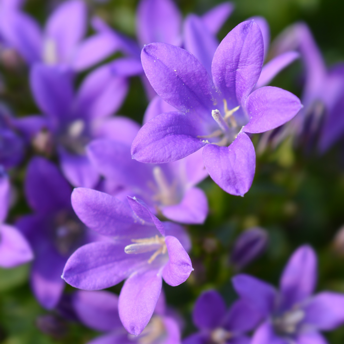 Dalmatian Bellflower