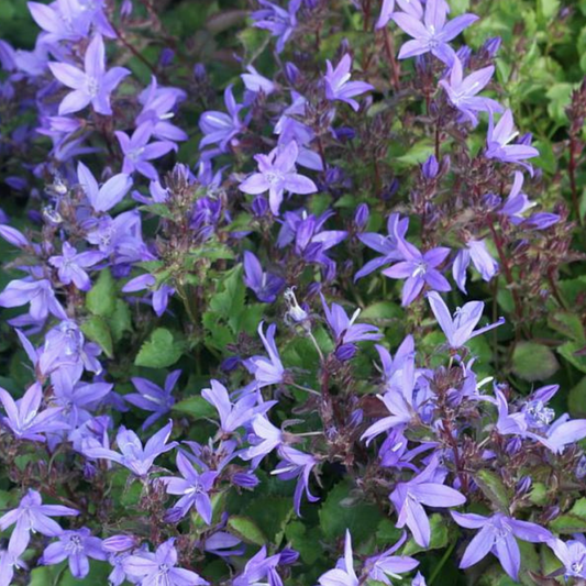 Serbian Bellflower